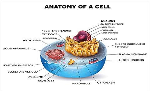 Ambesonne Bilim Seramik Diş Fırçası Tutacağı, Hücre Anatomisi Mikroskobik Bileşenleri Renkli Canlı Mikrobiyoloji,