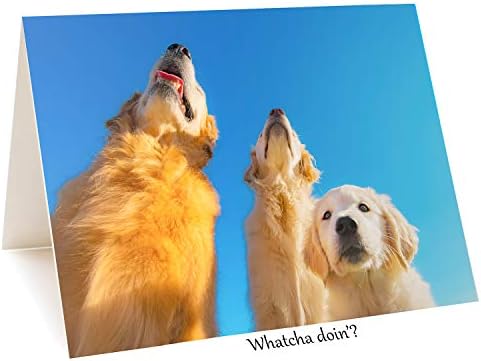 Trog'un Köpekleri Golden Retriever Tebrik Kartları: Golden Joy II